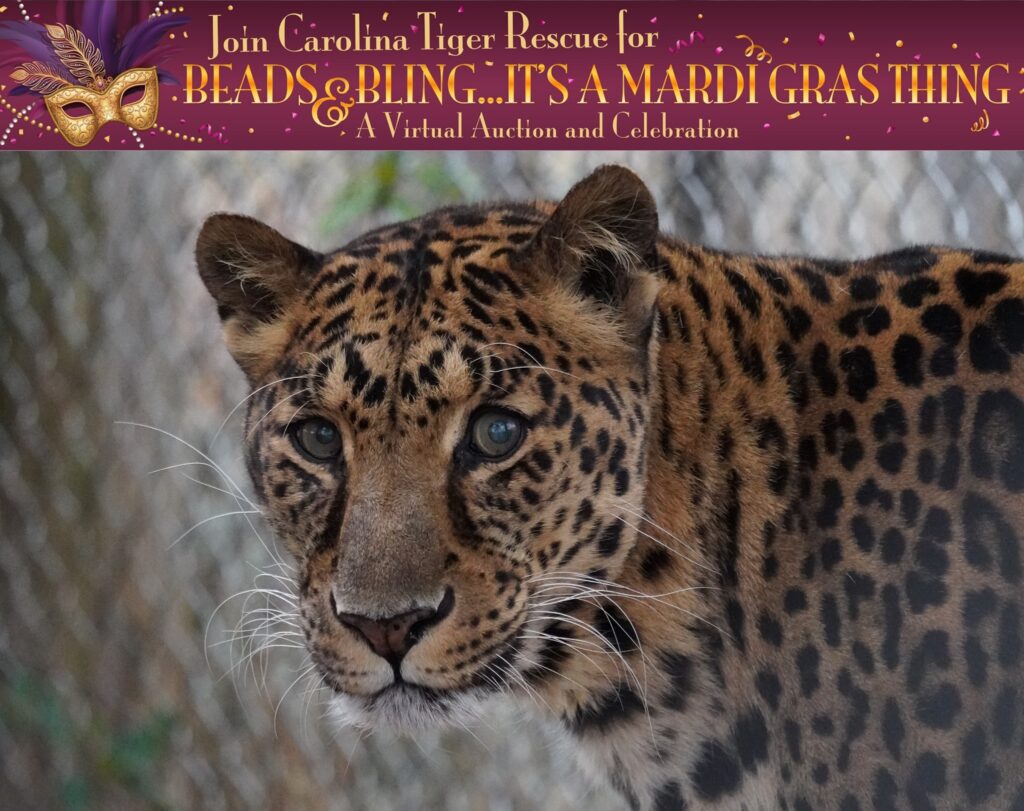 2021 Beads and Bling celebration for Carolina Tiger Rescue