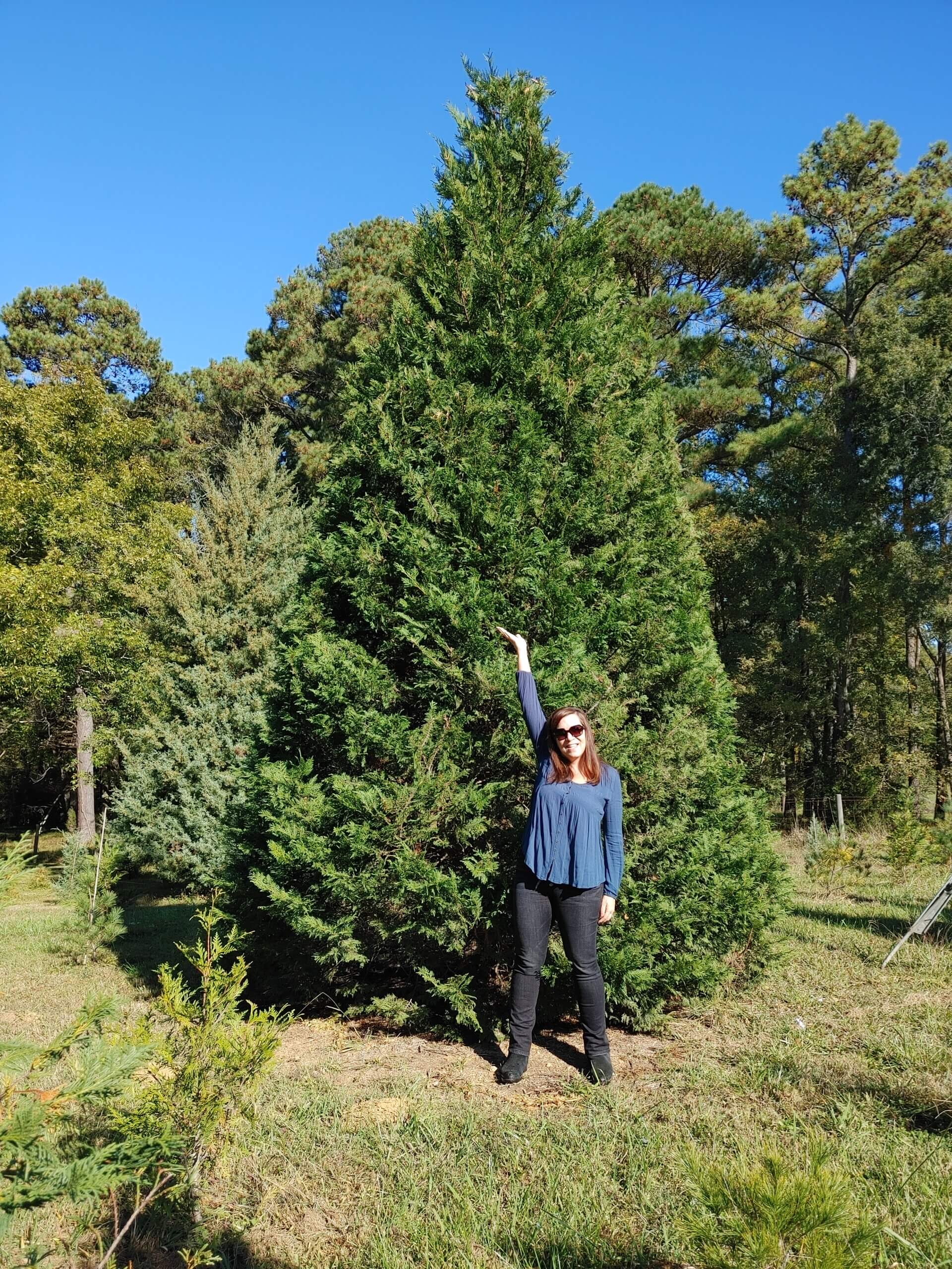 The Phillips Farms Christmas tree